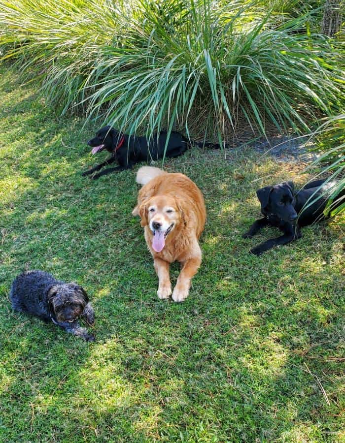 Four dogs relax on a green grassy lawn, surrounded by tall ornamental grasses. A golden retriever sits in the center, panting happily, while two black dogs and a small black and gray scruffy dog lie down nearby. The setting appears to be a sunny outdoor garden or park, with the dogs enjoying the shade and fresh air.