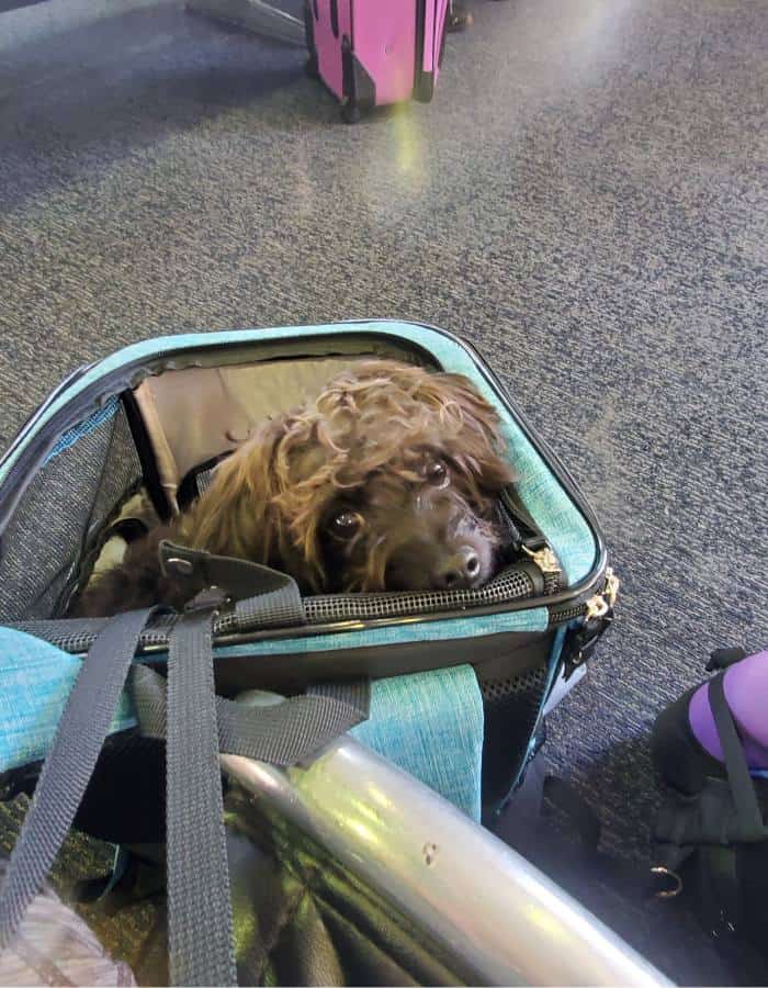 Shelby in her dog carrier in the airport peeking over the side.