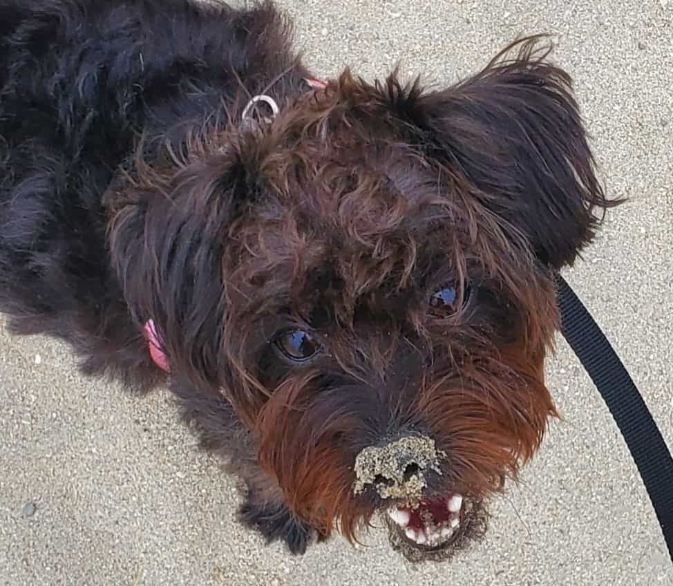 Shelby the travel pup with a sandy nose