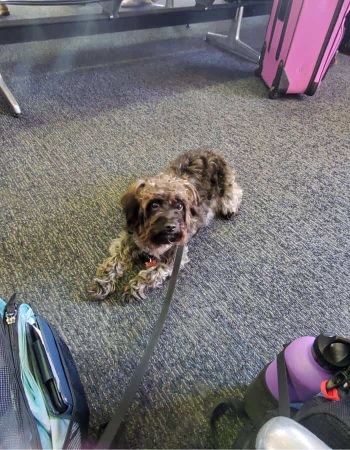 Shelby in an airport with suitcases nearby