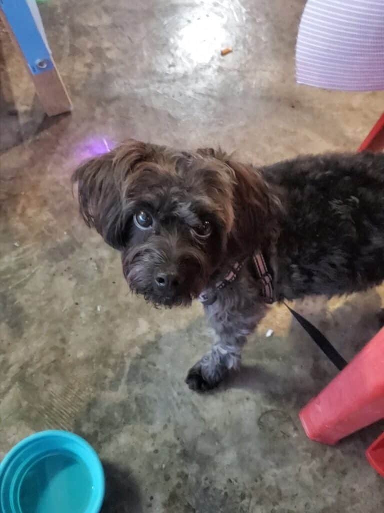 Small black and gray dog with curly fur looking up with big, expressive eyes, standing on a concrete floor next to a red chair and a blue water bowl. The dog appears alert and curious, wearing a harness and leash.
