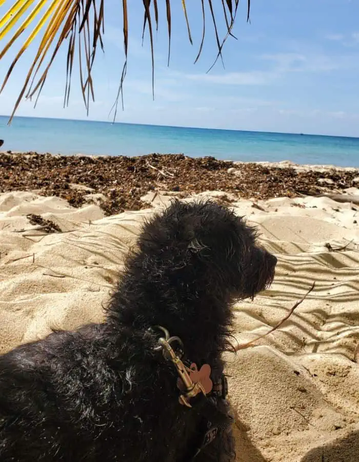 A small black dog with a curly coat relaxes on a sandy beach under the shade of palm fronds, gazing out toward the turquoise ocean. Seaweed lines the shoreline, and the bright blue sky suggests a warm, sunny day in Cozumel, Mexico.
