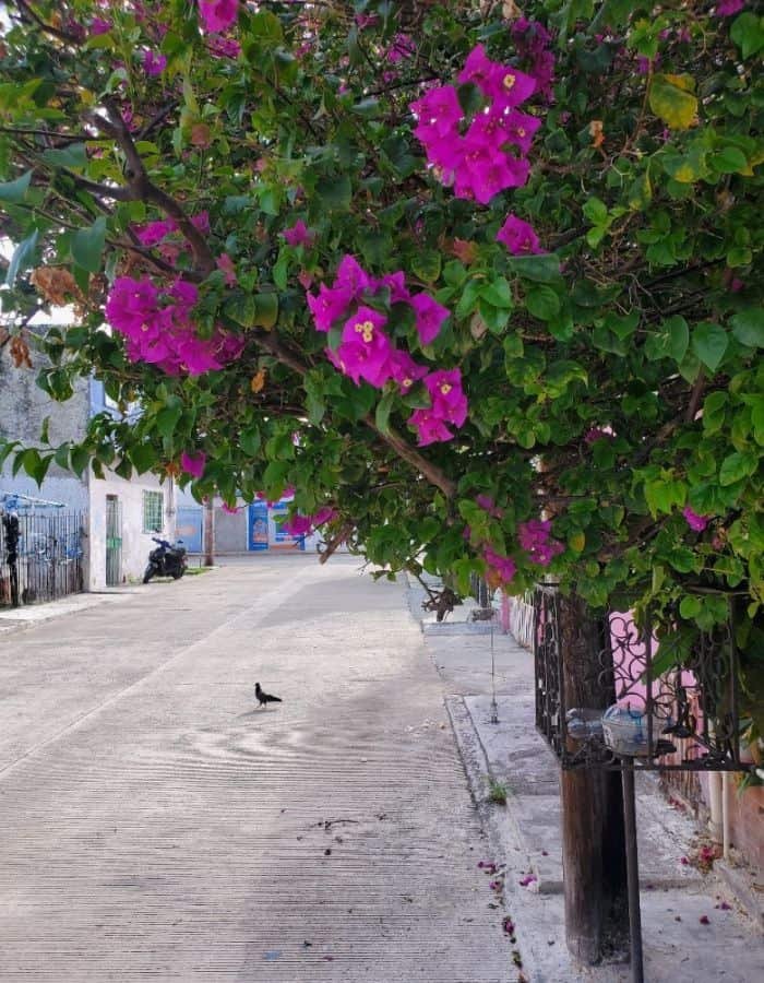 Bougainvillea tree with bright pink flowers overhanging a quiet street in Cancún, with a single black bird on the pavement and a parked scooter in the background. The scene has a peaceful, local neighborhood vibe with modest buildings lining the street.