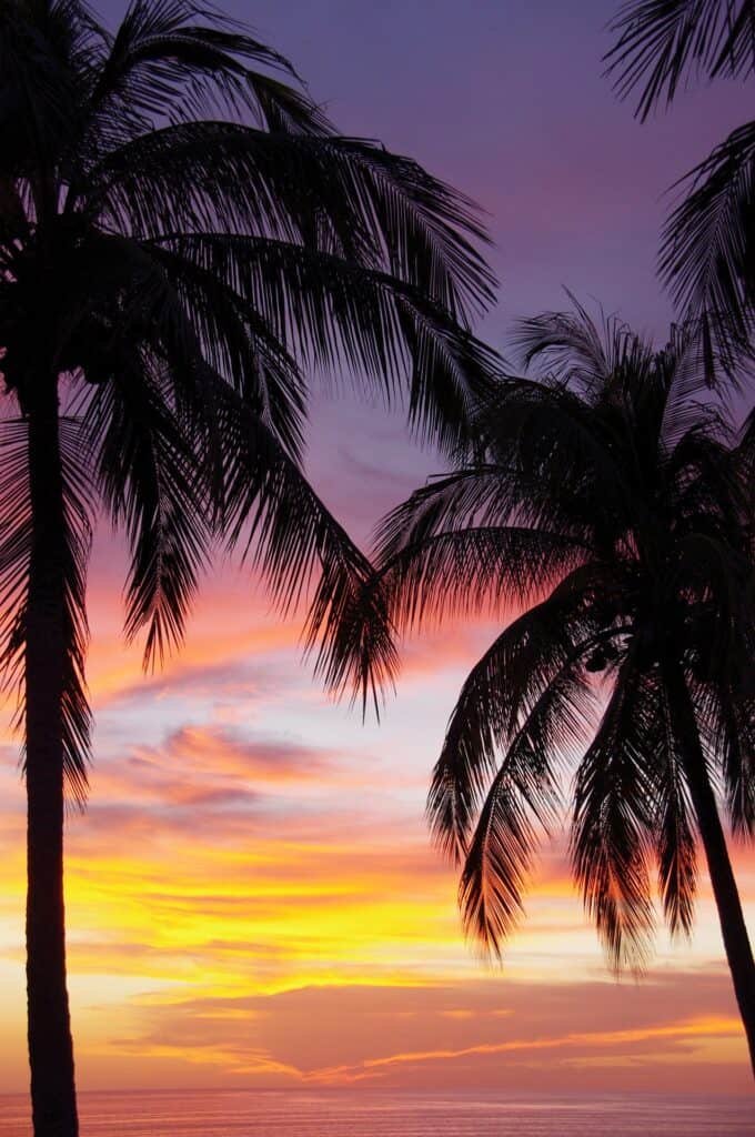 Tall palm trees are silhouetted against a vivid sunset sky with shades of purple, pink, orange, and yellow. The tropical scene overlooks calm ocean waters on the horizon.