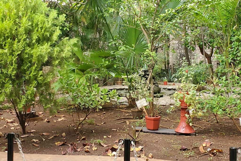 Lush garden in Campeche with potted plants, tropical greenery, and scattered dry leaves on the soil. A terracotta cone and small sign add decorative and informative elements to the tranquil, shaded setting.