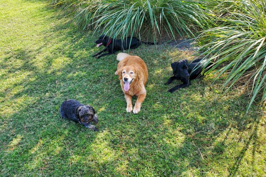 Shelby with her friends. Two black labs and a golden retriever lying in the shade on the grass.