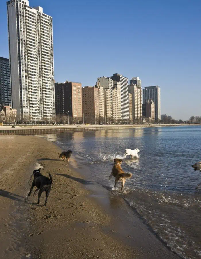 Several dogs playfully splash and run along the edge of a beach on a sunny day, with the Chicago skyline rising in the background. Tall residential buildings line the waterfront, and the calm lake reflects the clear blue sky.