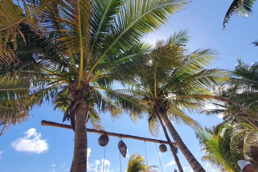 Upward view of tall palm trees swaying against a bright blue sky with sunlight filtering through the fronds; decorative hanging coconuts strung across a wooden beam add a tropical touch.