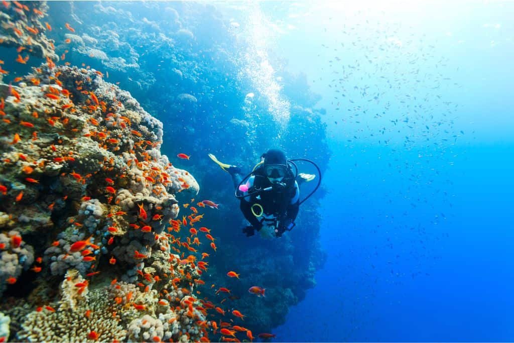 Scuba diver swims alongside a vibrant coral reef teeming with small orange fish in clear blue water. Sunlight filters down from the surface, illuminating the reef’s colors and textures.