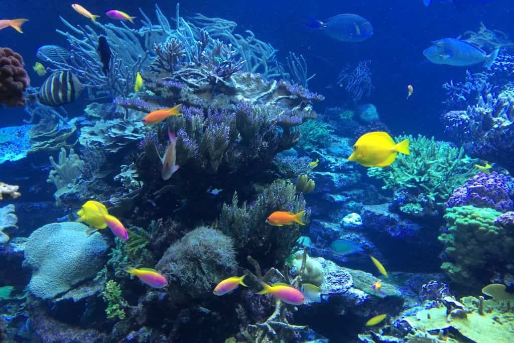 Colorful tropical fish swim around a vibrant coral reef with various textures and shades of blue, yellow, and pink. The underwater scene shows rich marine life in clear ocean water.
