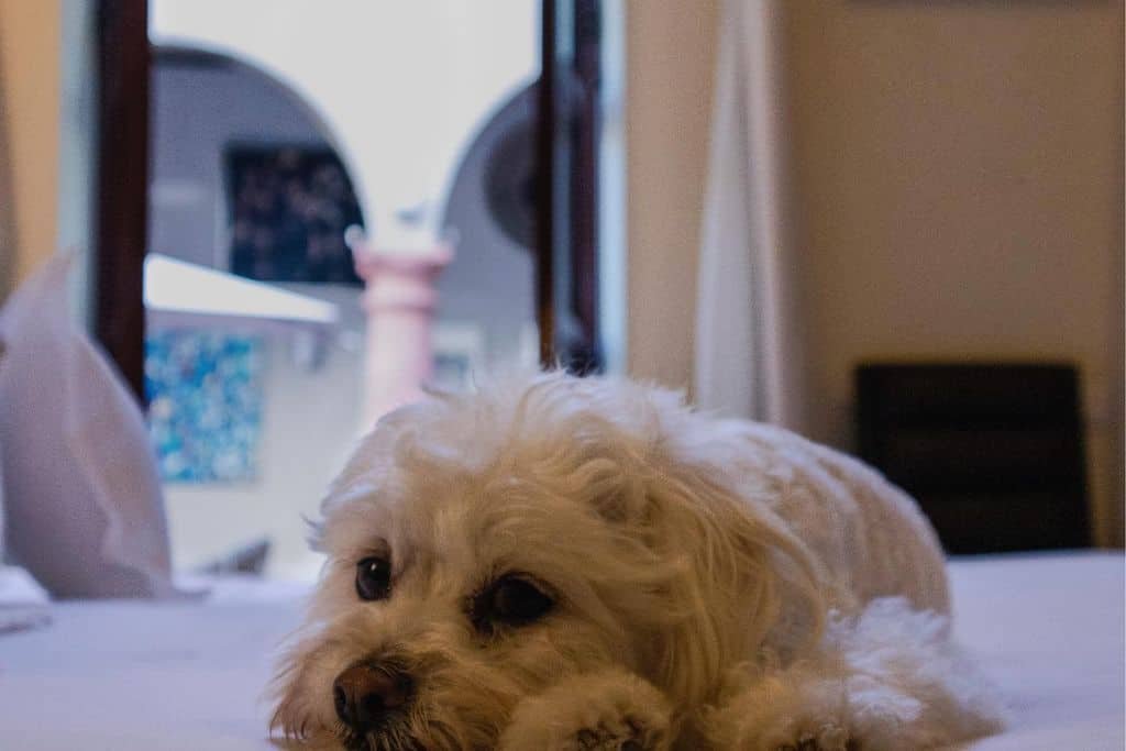 A fluffy white dog lies resting on a bed, gazing toward the camera with its head on its paws. An open window behind the dog shows an arched courtyard with soft daylight filtering in.