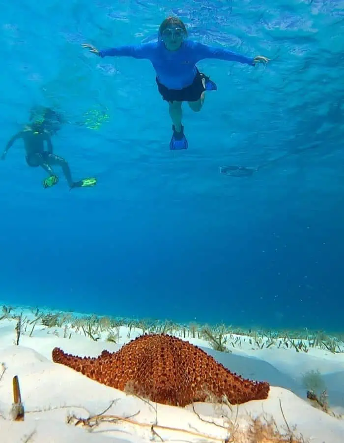 Two snorkelers swimming in clear blue water, with a large starfish resting on the sandy ocean floor below. Sunlight filters through the water, illuminating the underwater scene and highlighting the vibrant marine life.