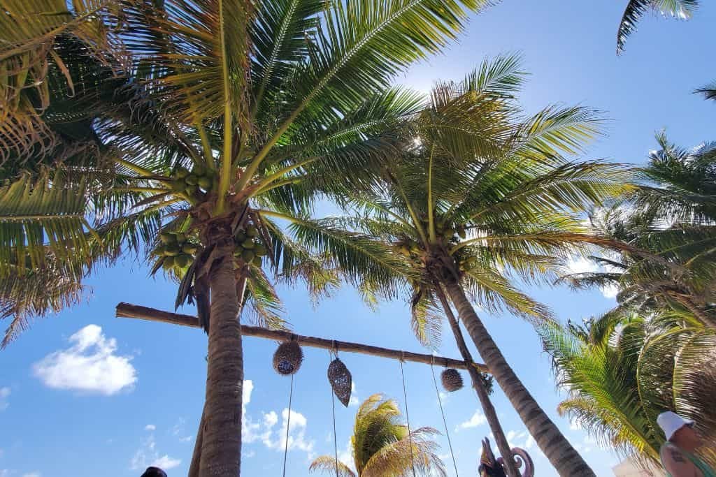 Tall palm trees swaying under a bright blue sky with scattered clouds. A wooden beam between two palms holds hanging swings made from ropes and coconuts, adding to the relaxed beach vibe. Sunlight filters through the fronds, creating a tropical and inviting scene.