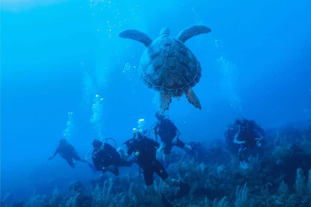 Group of scuba divers underwater in Cozumel observing a large sea turtle swimming above a coral reef in the clear blue ocean.