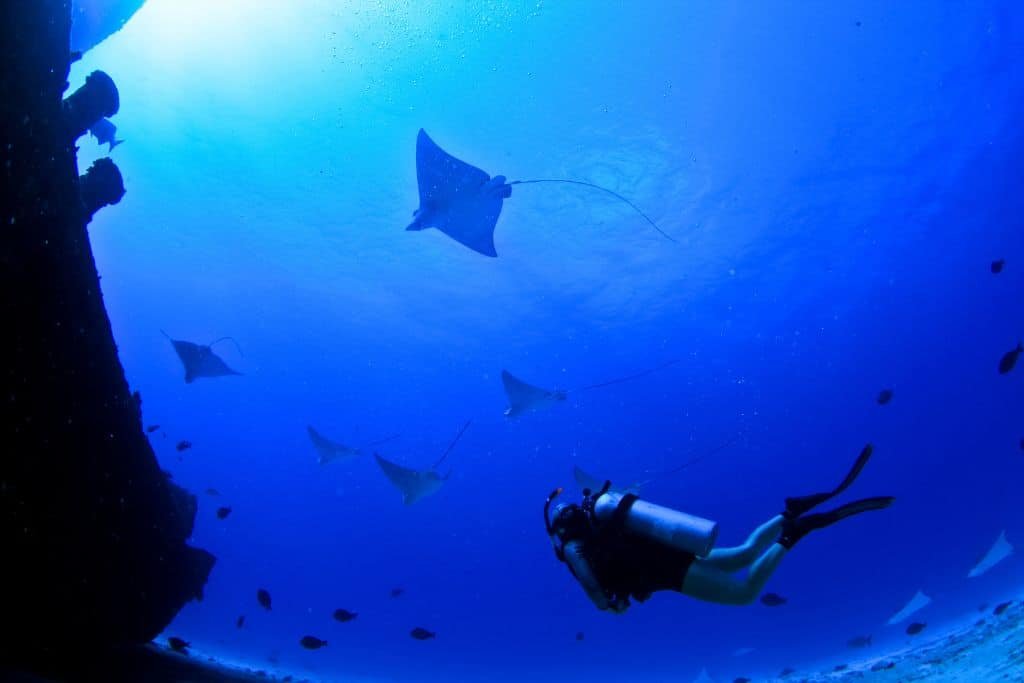 A scuba diver underwater near a coral wall, observing several manta rays gliding gracefully through the deep blue ocean. Sunlight filters down from the surface, illuminating the silhouettes of the rays and smaller fish swimming around them. The scene captures the tranquility and wonder of marine life exploration.