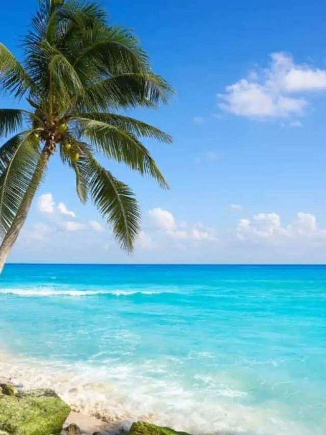 Tall palm tree leans over a tropical beach with soft waves washing onto white sand and rocks. The turquoise ocean stretches to the horizon under a bright blue sky with scattered clouds.