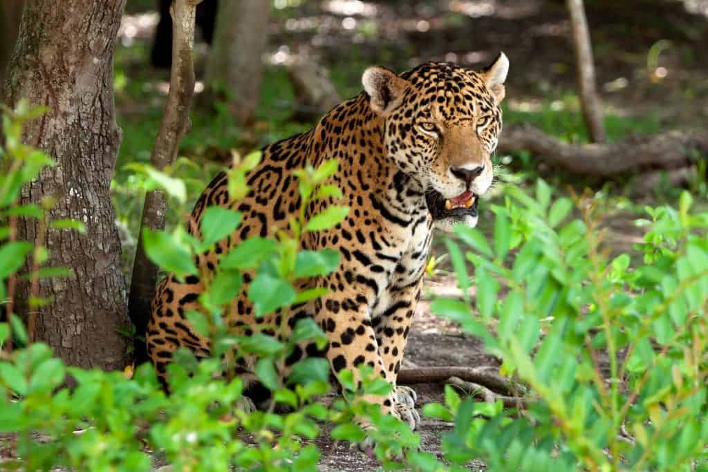 A jaguar sits in the shade of a tree at Xcaret Park in Mexico, surrounded by lush green foliage. Its golden coat with black rosettes contrasts beautifully against the natural backdrop, and its gaze is alert and intense.