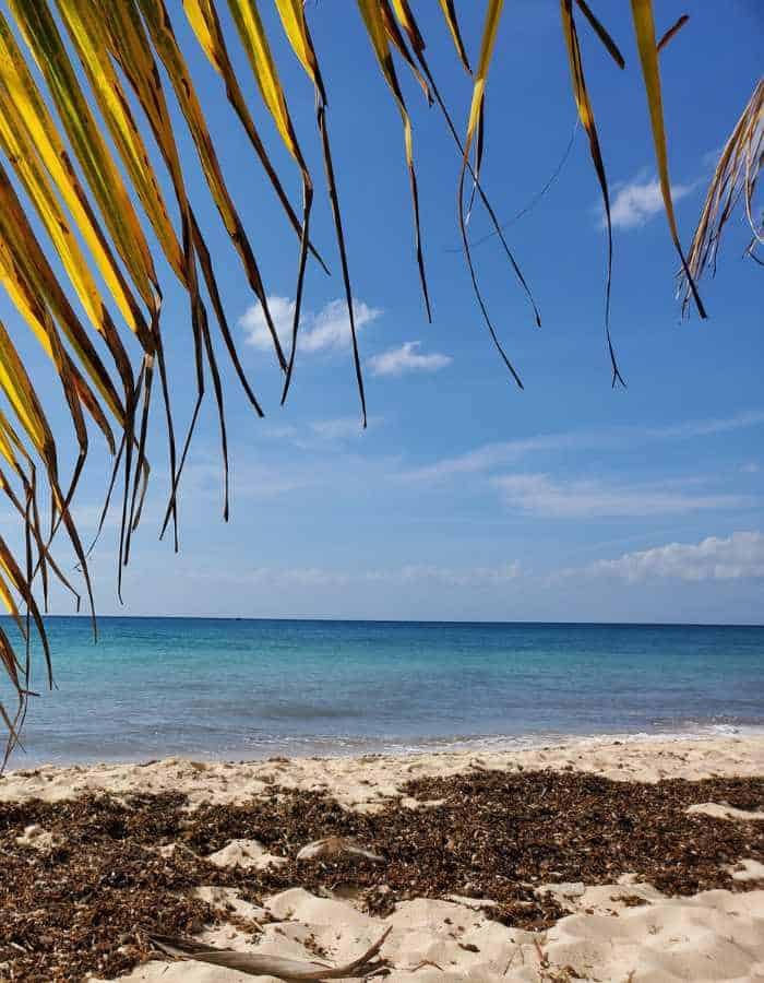 A sunny view of Playa San Francisco in Cozumel with golden palm fronds framing the top of the image, soft sand dotted with seaweed, and calm turquoise waters stretching out under a clear blue sky.