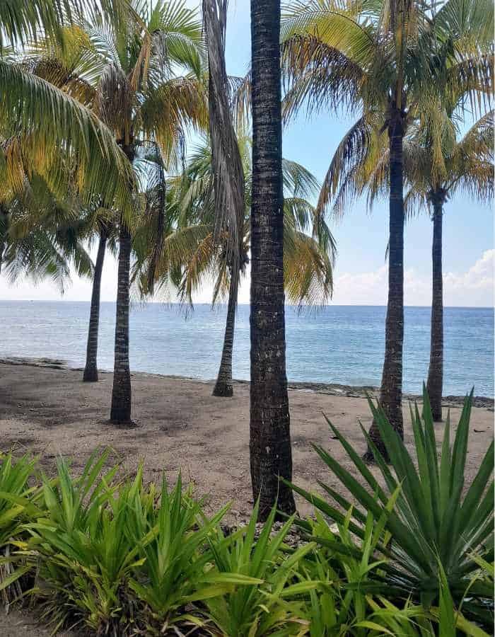 View of Dzul-Ha Beach in Cozumel with tall palm trees spaced along a sandy shore, lush green plants in the foreground, and calm ocean water stretching into the horizon under a lightly clouded sky.
