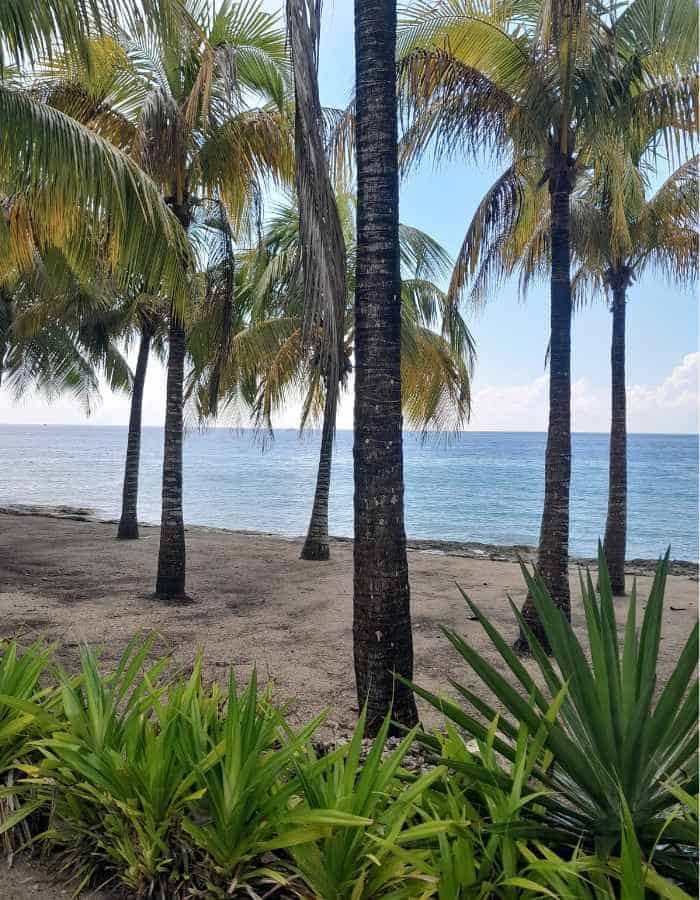 View of a tropical beach with palm trees scattered along the sandy shore, lush green plants in the foreground, and calm blue ocean waters under a partly cloudy sky in the background.