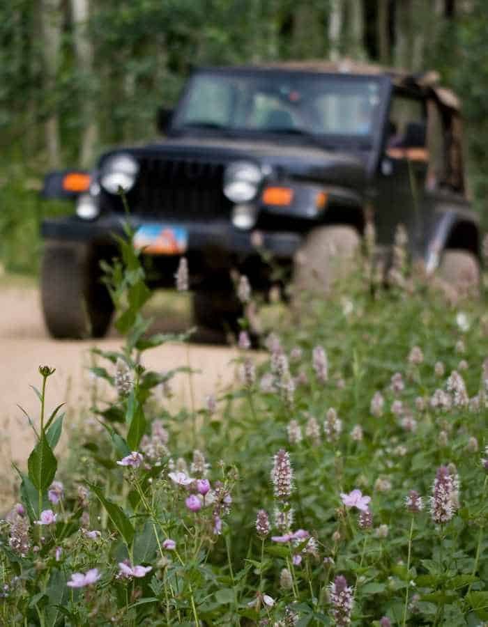Black Jeep with its roof off drives along a dirt path lined with wildflowers and tall green grass. The foreground focuses on blooming purple flowers, adding a soft contrast to the rugged vehicle.