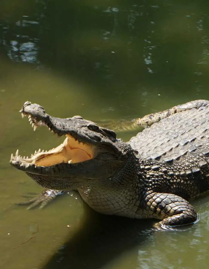 A crocodile rests partially submerged in murky water with its mouth wide open, displaying sharp teeth and a powerful jaw. Sunlight highlights its textured scales and rugged body, creating a dramatic contrast between light and shadow.