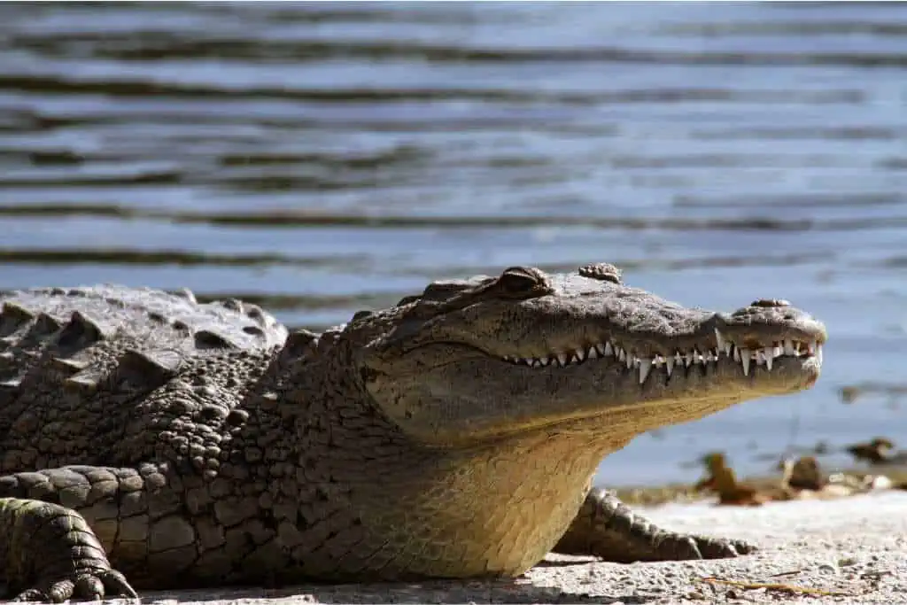 A crocodile rests on a sandy riverbank with its body partially in the sun and its mouth slightly open, revealing sharp teeth. The rippling water in the background adds a calm, natural setting to the reptile's rugged and powerful appearance.