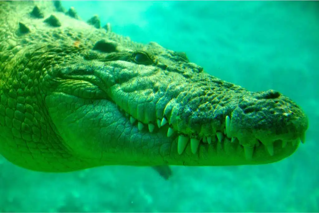 Close-up underwater view of a crocodile with its eyes partially closed and jagged teeth visible, swimming calmly in green-tinted water. The image captures the texture of its rough, scaly skin and the powerful shape of its head.