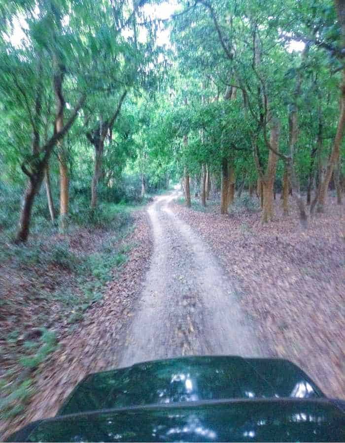 View from a vehicle driving along a narrow dirt road winding through a dense green forest. Trees with reddish-brown trunks line the path, and fallen leaves cover the ground.
