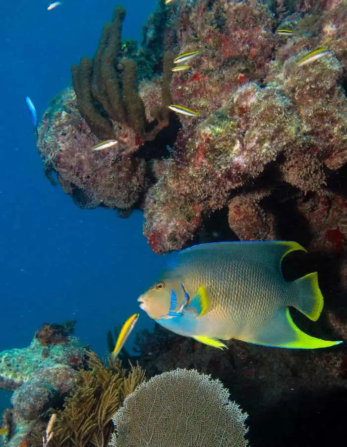 A brightly colored tropical fish with blue and yellow markings swims near a coral reef. Vibrant corals and small slender fish surround it against a deep blue ocean backdrop.