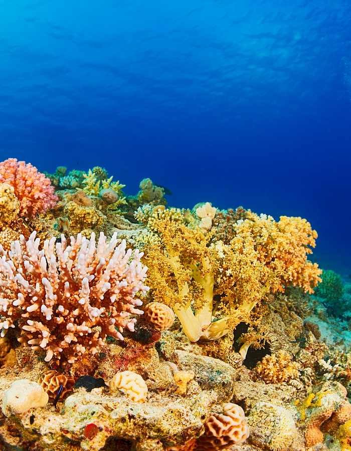 A vibrant coral reef features pink, yellow, and orange coral clusters against a deep blue ocean backdrop. The scene highlights the reef’s diverse textures and marine life habitat.