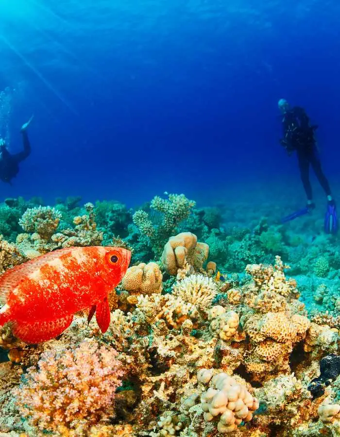A bright red fish swims above a colorful coral reef surrounded by orange, tan, and green coral formations. Two scuba divers explore the background in the clear blue water.