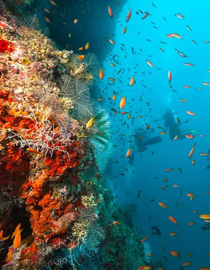 A colorful coral wall covered in red, orange, and white corals is surrounded by a swarm of small orange fish. Scuba divers can be seen in the distance exploring the vibrant underwater scene.