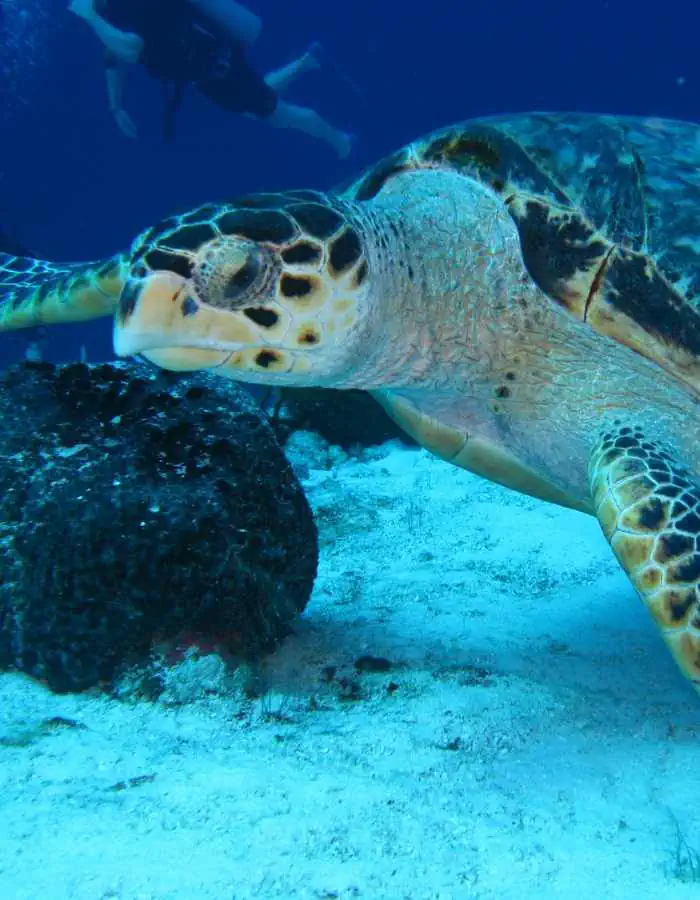 A sea turtle rests on the sandy ocean floor near a dark rock, its patterned shell and flippers visible in detail. A scuba diver swims in the background through the clear blue water.