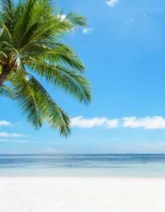 A single palm tree leans over a pristine white sand beach, with calm, clear blue ocean water stretching out to the horizon under a bright blue sky. Wispy clouds float in the distance, adding to the tranquil, tropical vibe.