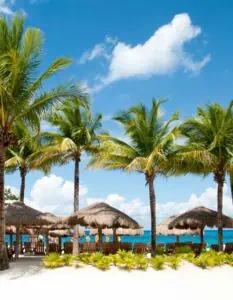 A row of thatched beach palapas and wooden lounge chairs sit beneath tall palm trees on a white sand beach, with clear blue ocean and sky in the background. The scene captures a classic tropical resort atmosphere, perfect for relaxing in the shade.