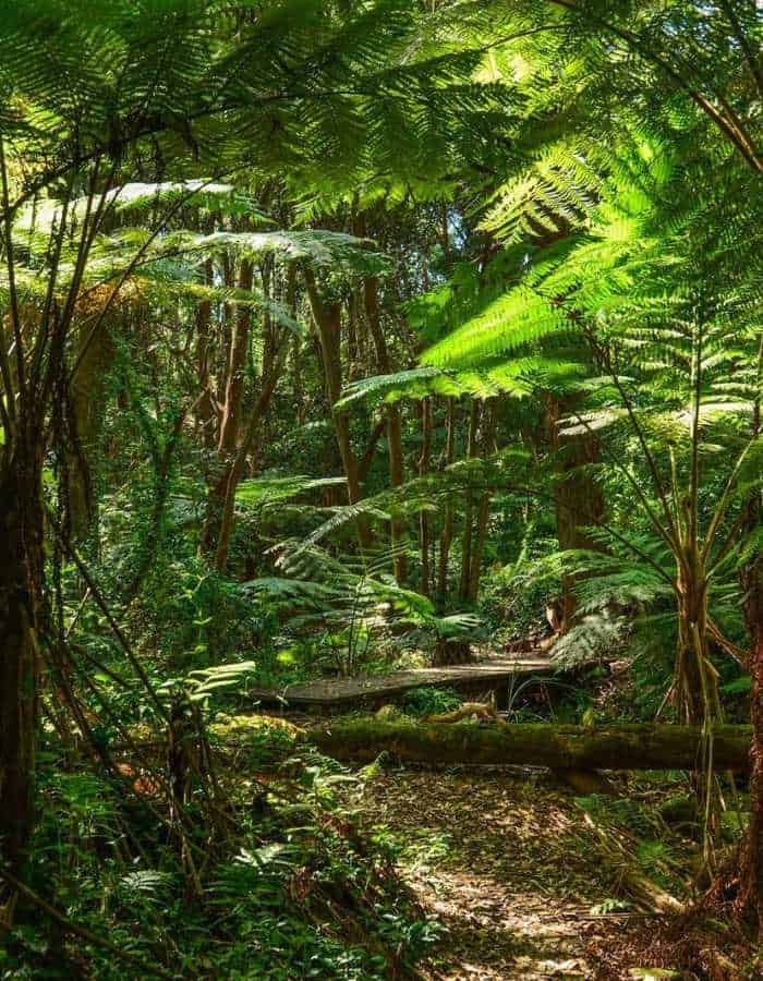 Dense tropical jungle with tall ferns and lush greenery, sunlight filtering through the canopy and casting dappled shadows along a narrow, leaf-covered path.