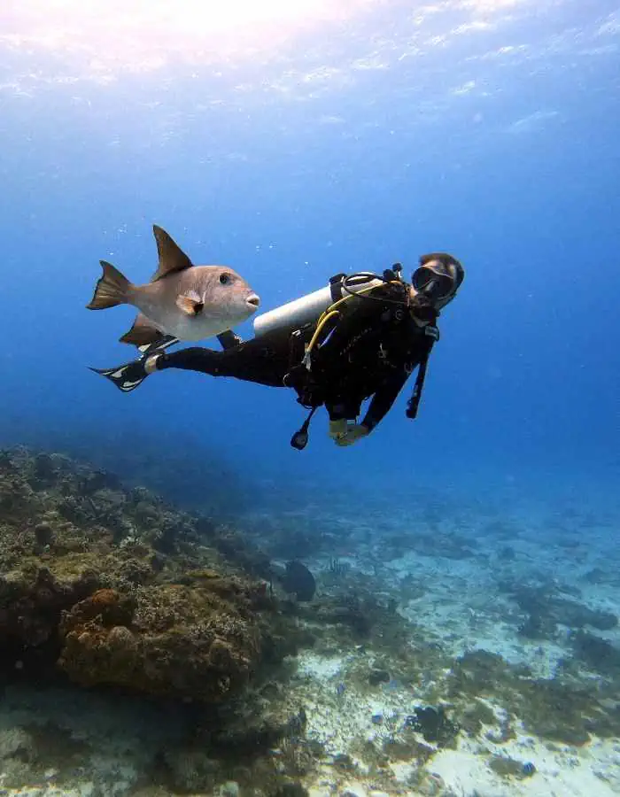 A scuba diver swims near a coral reef alongside a large fish in clear blue water, with sunlight filtering down from the surface. The diver appears relaxed, exploring the underwater environment surrounded by marine life.