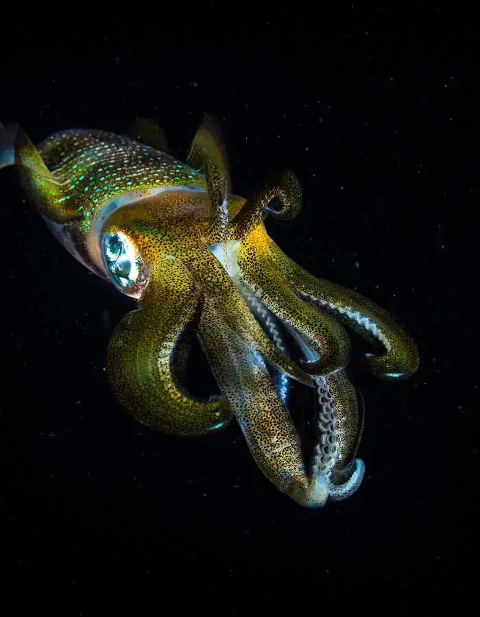 Close-up of a vibrant squid illuminated against a dark underwater background during a night snorkeling dive, showcasing its shimmering colors and curling tentacles.