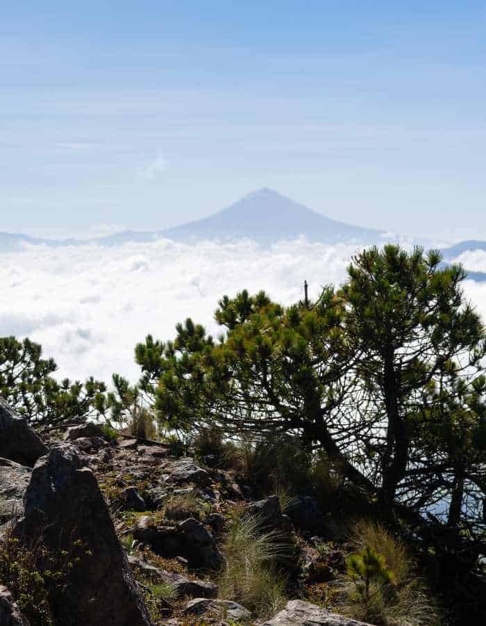 A view from Ajusco National Park with the peak of Popocatépetl volcano emerging above a sea of clouds, under a clear sky, with alpine trees and rocky terrain in the foreground.