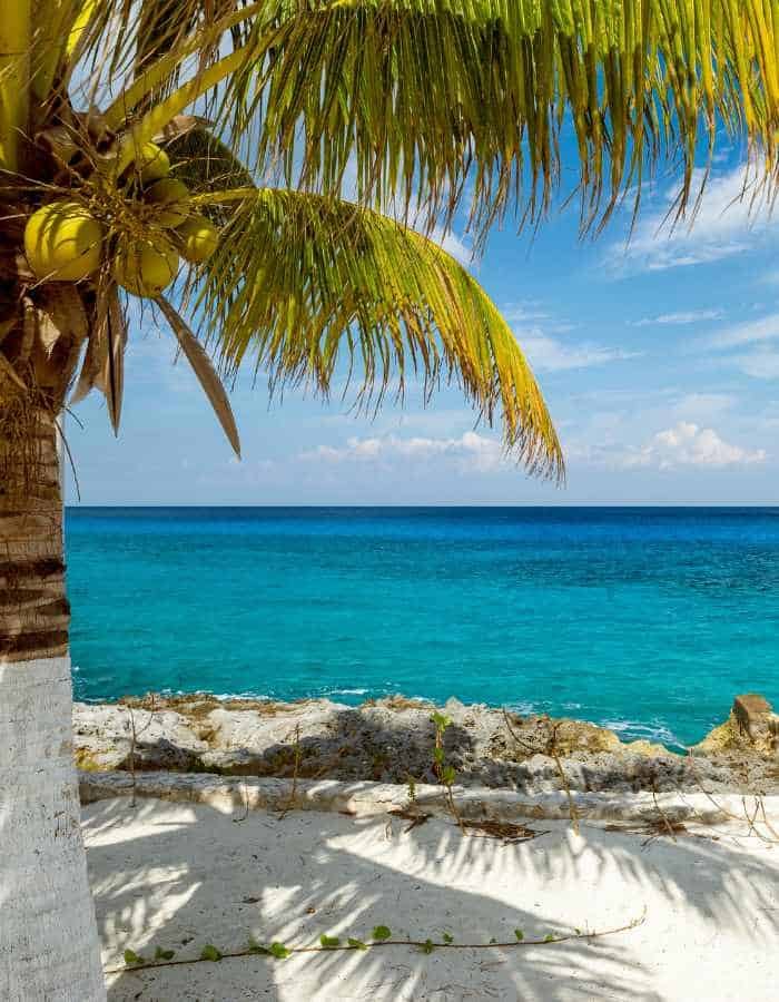 Under the shade of a coconut-laden palm tree, a serene view of the azure waters off a Cozumel beach is framed by the tree's green fronds, with white sands and rugged shoreline under a bright blue sky, subtly hinting at a tropical paradise.