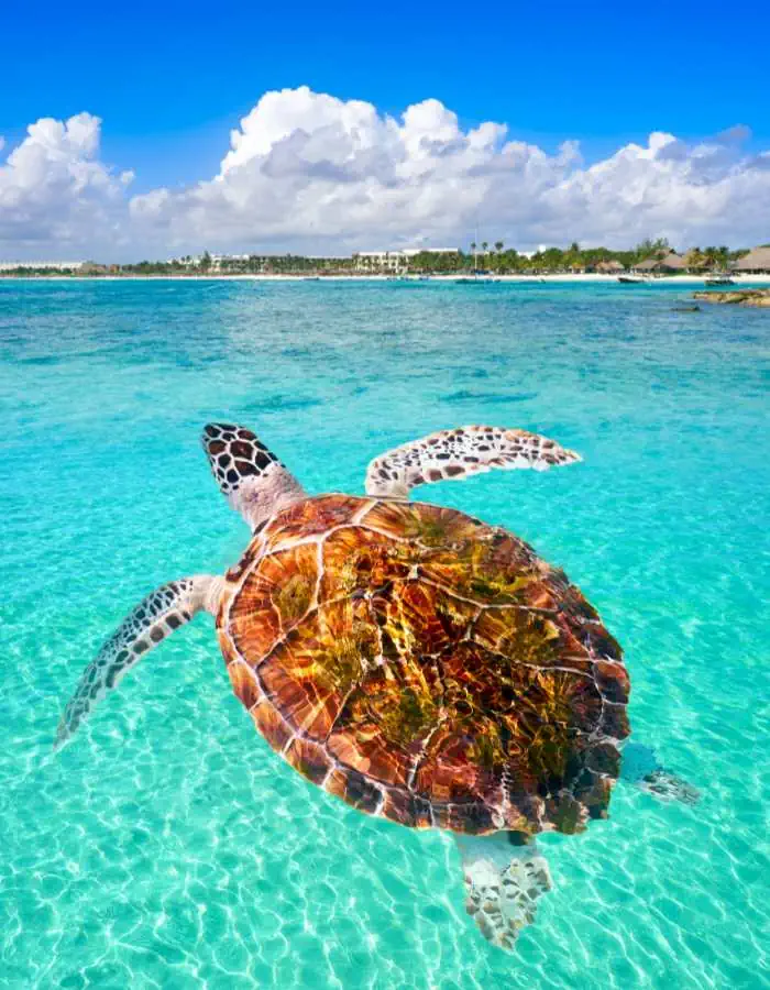 A majestic sea turtle swimming in the shallow, turquoise waters of Akumal Bay, with a backdrop of a sunlit resort coastline and fluffy white clouds, highlighting the marine charm of the Riviera Maya.