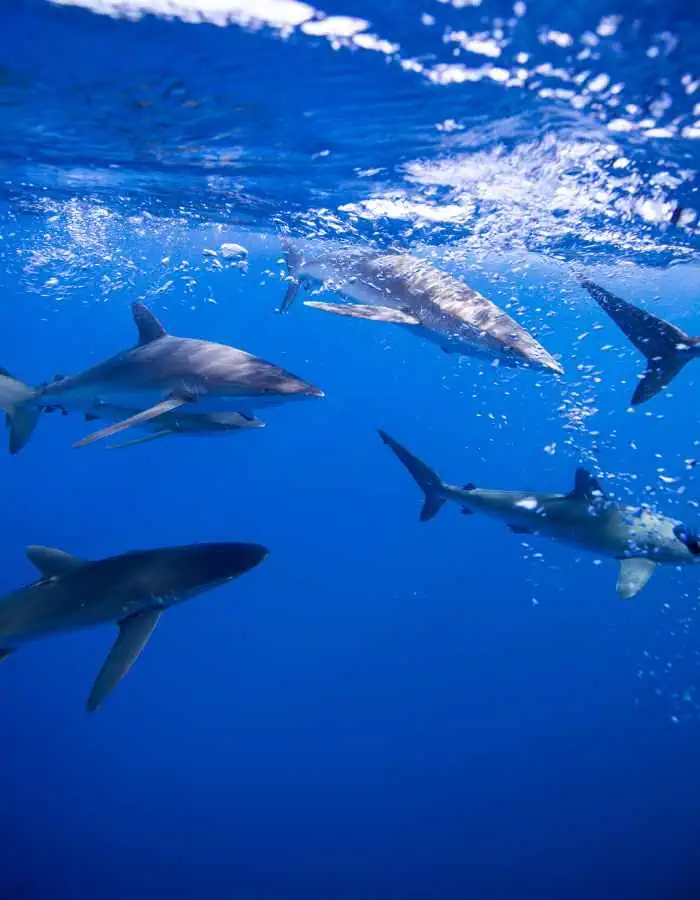 A school of sharks swimming in the deep blue sea, with sunlight filtering through the water's surface.