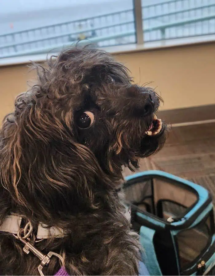 A fluffy black dog with curly fur and expressive eyes looks back over its shoulder with a happy expression. In the background, a pet carrier sits on the floor in an airport waiting area, with large windows overlooking a foggy outdoor scene.