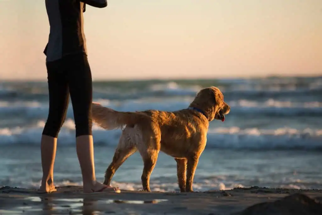 A golden retriever stands at the edge of the ocean, gazing at the waves during sunset, with a person in cropped leggings standing beside it. The warm light casts a golden glow on the sand, water, and the dog's fur, creating a peaceful beach scene.