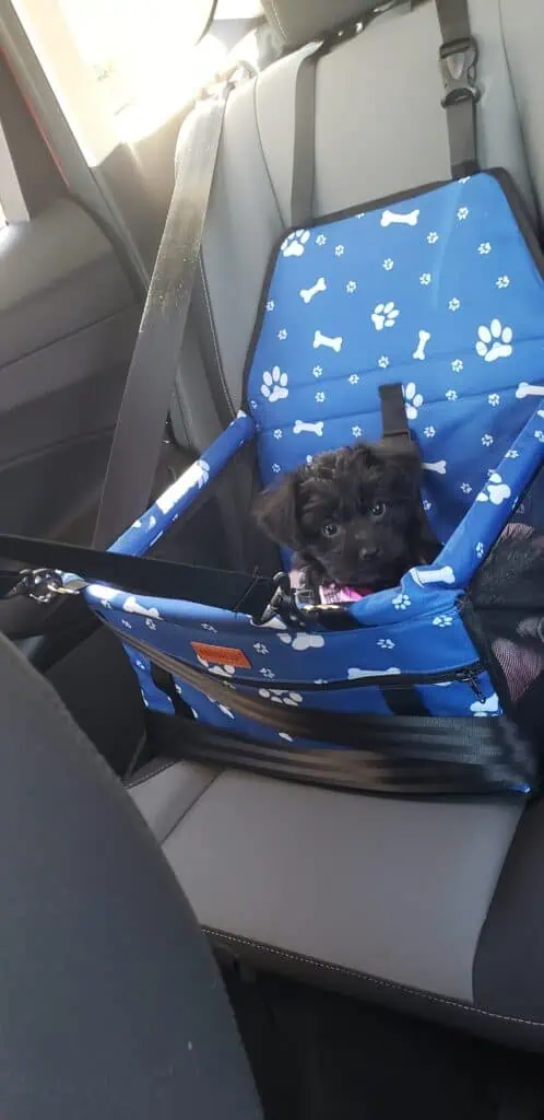 A small black puppy with fluffy ears sits inside a blue pet car seat decorated with white paw prints and bones. The car seat is secured in the backseat of a vehicle, and the puppy looks up with wide eyes, wearing a pink harness.