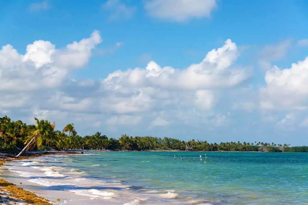Peaceful shoreline at Punta Allen with turquoise waves lapping against a sandy beach dotted with seaweed. Palm trees sway along the left side under a sky filled with puffy white clouds, while wooden posts stick out of the shallow water in the distance.