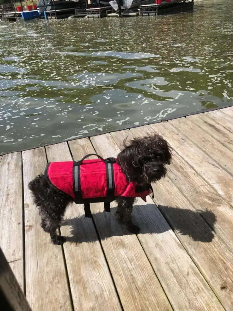 A small, curly-haired black dog stands on a wooden dock wearing a bright pink life jacket with black straps and playful bone and paw print patterns. The water behind the dog is gently rippling, with docks and boats visible in the background.