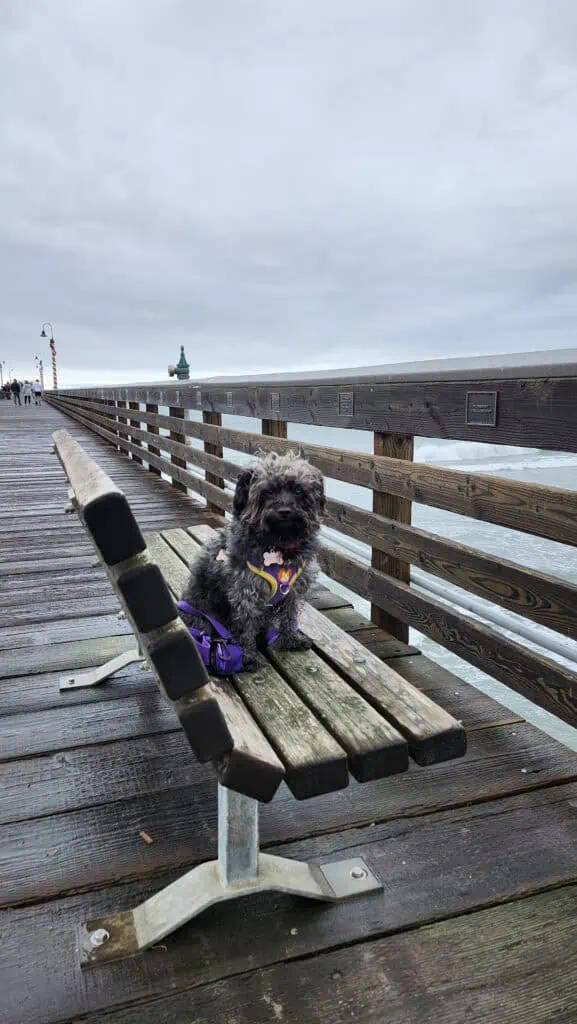 A small, curly black dog wearing a pink and purple harness sits on a wooden bench along a boardwalk-style pier. The ocean waves crash below under a cloudy sky, with a few people walking in the distance and decorative lampposts lining the pier.
