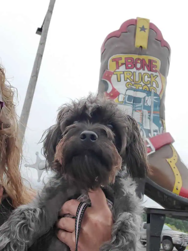 A fluffy black and gray dog is being held up in front of a giant cowboy boot sign that reads “T-Bone Truck Stop” with a colorful illustration of a semi-truck. Part of a person with wavy blond hair and sunglasses is visible on the left.